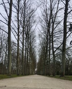 Bare trees in forest against sky