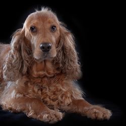 Close-up portrait of dog