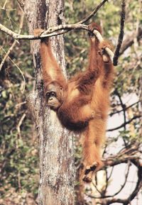 Monkey on tree in forest