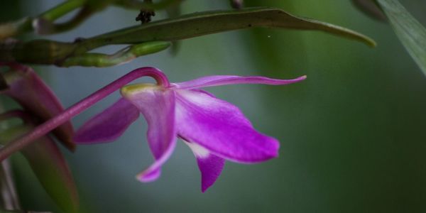 Close-up of pink flower