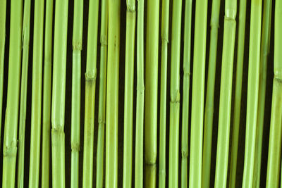 Full frame shot of green leaves