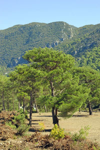 Scenic view of trees on mountain against sky