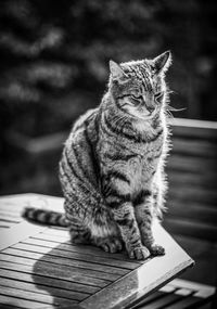 Cat sitting on table