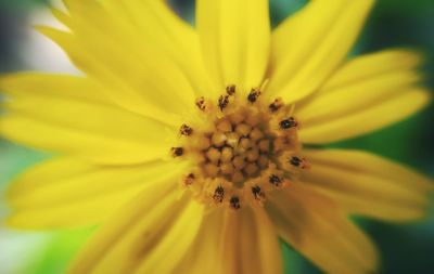 Close-up of yellow flower