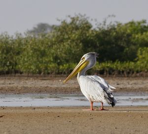 Close-up of gray heron on beach against trees