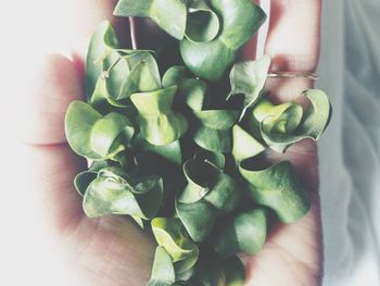 Close-up of cropped hand holding plant