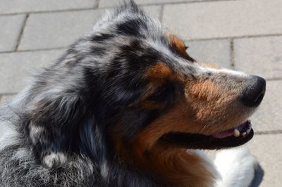 Close-up of a dog looking away