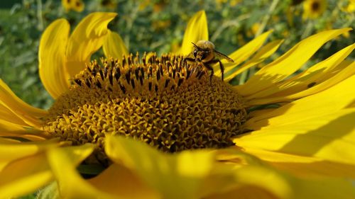 Close-up of honey bee on sunflower