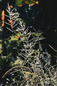 Close-up of fresh plant