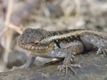 Close-up of a lizard on rock