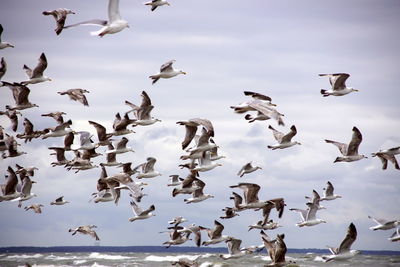 Low angle view of seagulls flying