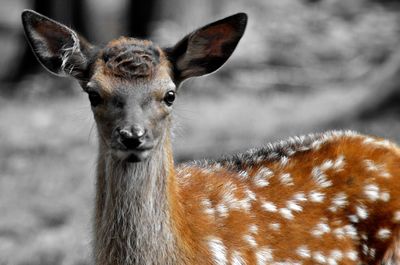 Close-up portrait of deer