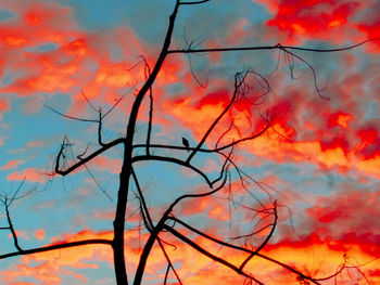 Silhouette of tree against orange sky