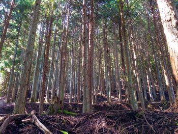 View of bamboo trees in forest