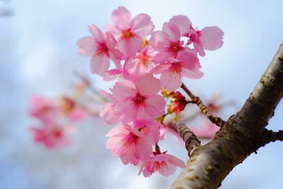 Close-up of pink cherry blossom