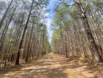 Footpath amidst trees in forest