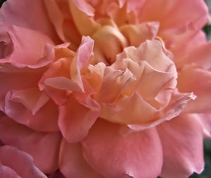 Close-up of pink rose