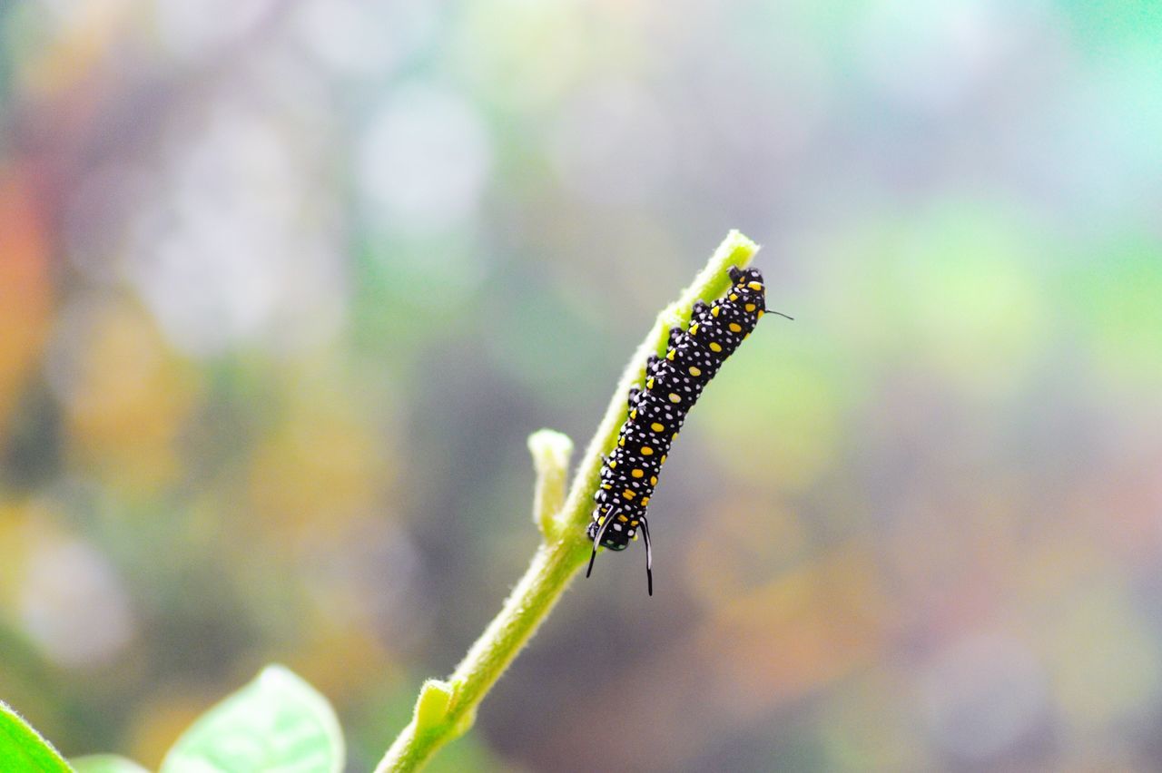 animal themes, animal, animals in the wild, animal wildlife, one animal, invertebrate, insect, close-up, focus on foreground, day, no people, nature, caterpillar, beauty in nature, plant, selective focus, outdoors, growth, green color, freshness, butterfly - insect