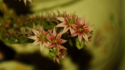 Close-up of flowering plant