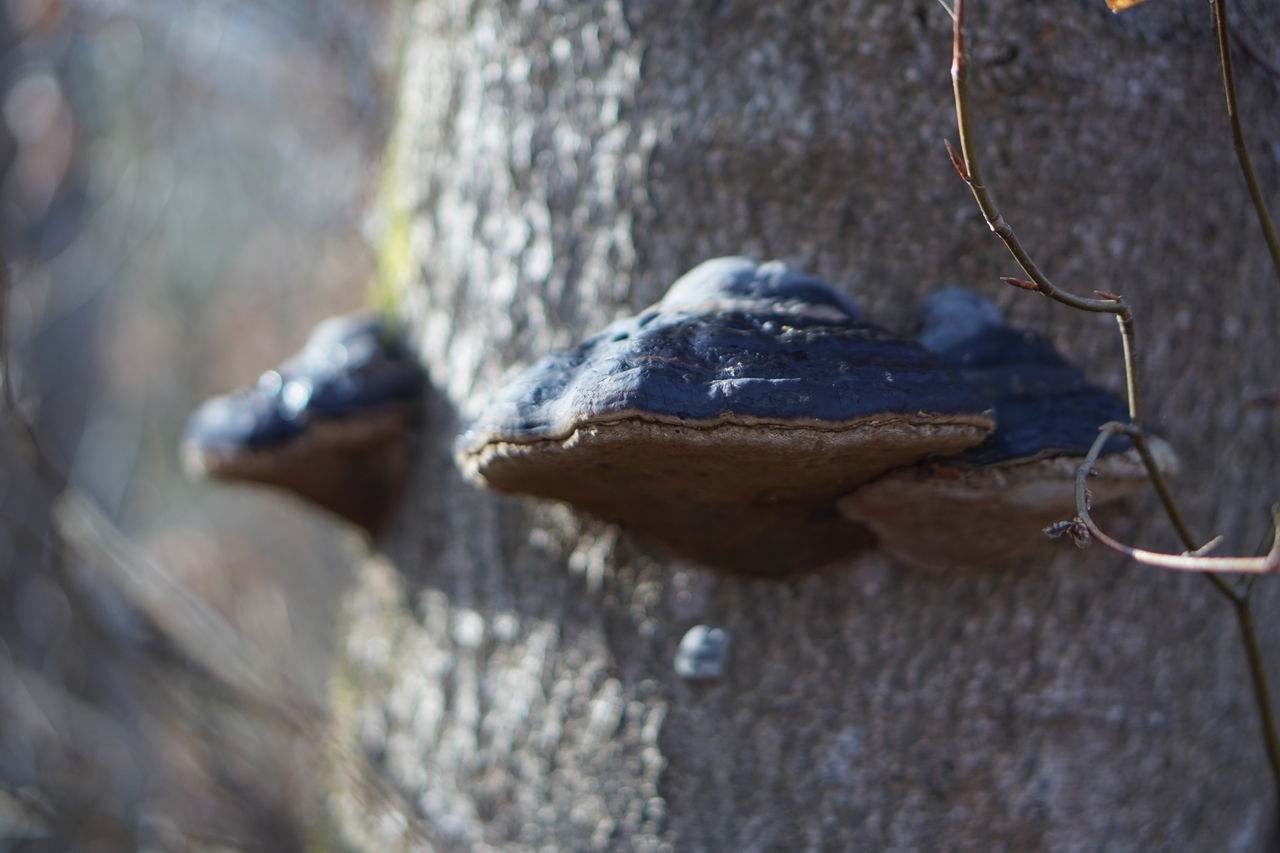 CLOSE-UP OF CRAB ON TREE TRUNK