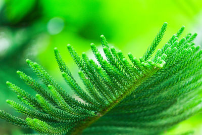 Close-up of green leaf