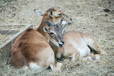 Close-up of an animal