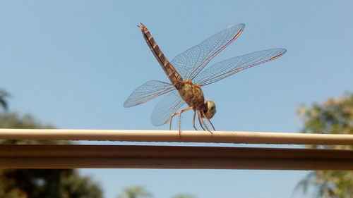 Close-up of dragonfly against sky