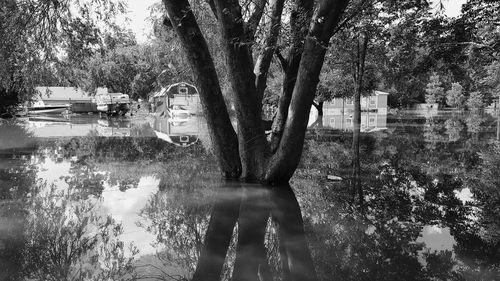 Reflection of trees in lake