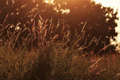 Close-up of stalks on field against sky during sunset