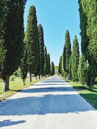 Road amidst trees against sky