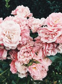 Close-up of pink roses