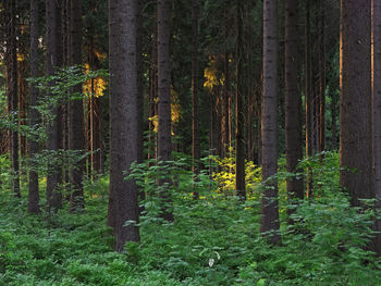 Trees in forest