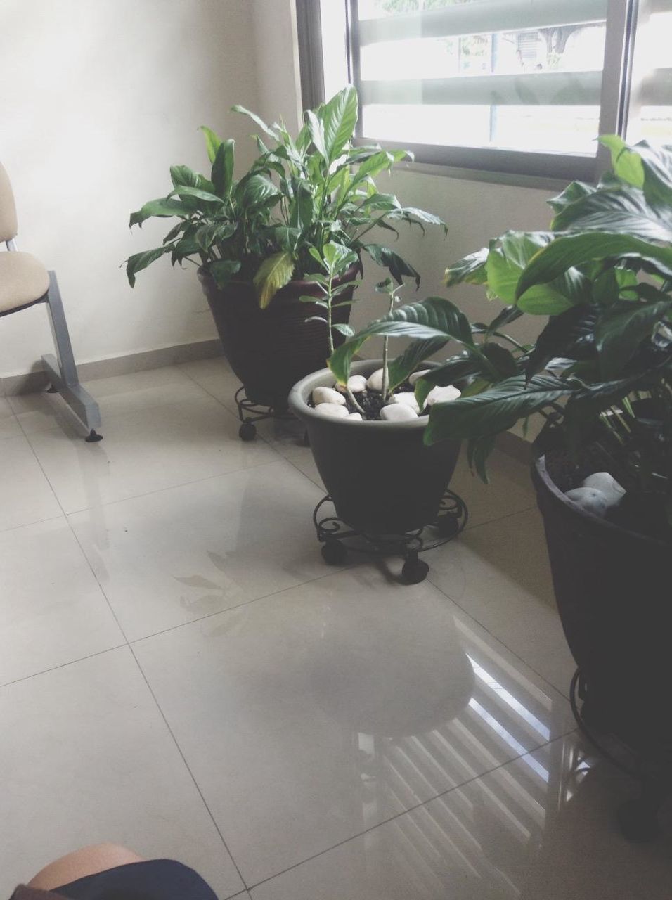 indoors, potted plant, table, chair, plant, tiled floor, home interior, flooring, growth, vase, window, pot plant, high angle view, flower pot, sunlight, domestic room, green color, floor, absence, leaf