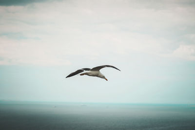 Seagull flying over sea against sky