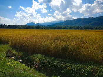 Scenic view of field against sky