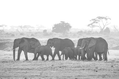 View of elephant on field against sky