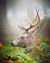 Close-up of deer on field