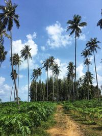 Papaya and coconut groves behind the pine forest