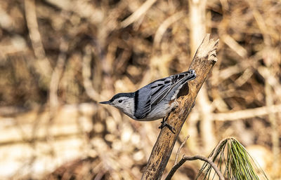 Close-up of bird perching on wood