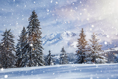 Scenic view of pine trees during winter