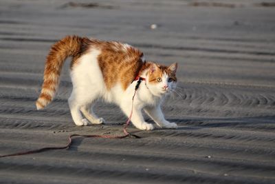 Cat arching it's back on a leash