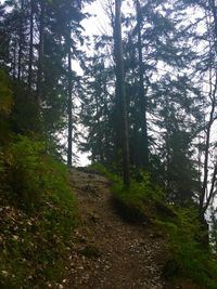 Trees growing in forest