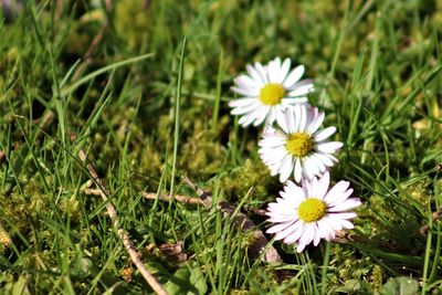 Close-up of white flowering plants on field