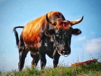 Cow in a field