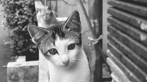 Close-up portrait of cat