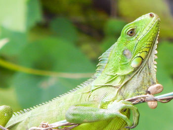 Close-up of green iguana 