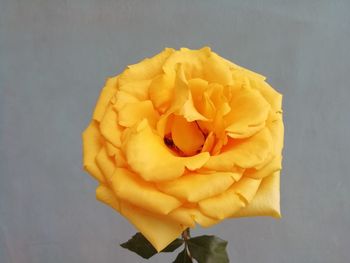 Close-up of yellow rose against white background