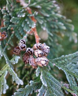 Close-up of frost on plant during winter