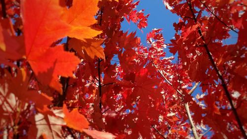 Low angle view of maple leaves on tree