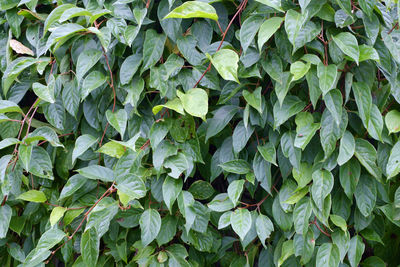 High angle view of leaves in field